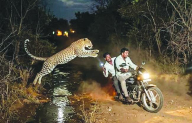 ಬೈಕ್ ಸವಾರರ ಮೇಲೆ ಚಿರತೆ ದಾಳಿ, ಮೂವರಿಗೆ ಗಾಯ  