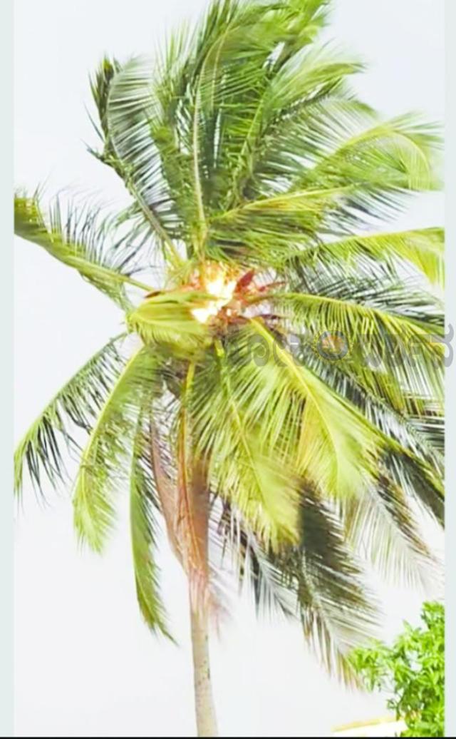ಸಿಡಿಲು ಬಡಿದು ತೆಂಗಿನ ಮರಕ್ಕೆ ಬೆಂಕಿ 