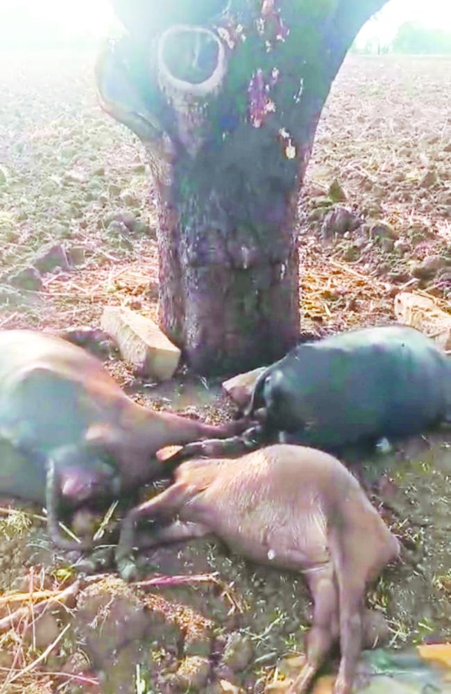 ಸಿಡಿಲ ಬಡಿದು ಎಮ್ಮೆಗಳ ಸಾವು  