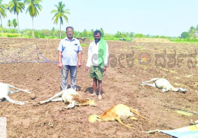 ಫಾಲಬಾವಿ: ಸಿಡಿಲು ಬಡಿದು ನಾಲ್ಕು ಕುರಿಗಳು ಸಾವು