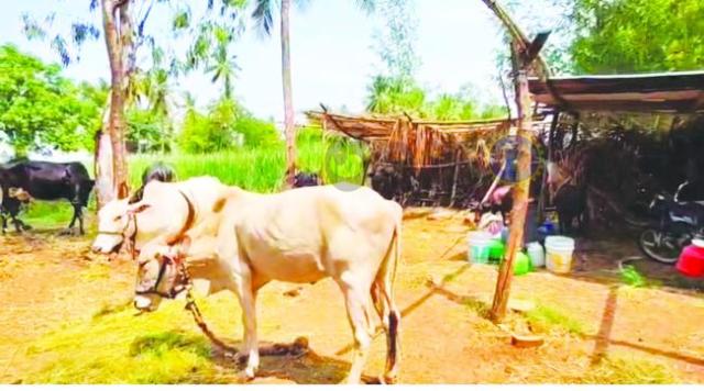 ಹಿಪ್ಪರಗಿ ಗ್ರಾಮದಲ್ಲಿ ಚಿರತೆ ಪ್ರತ್ಯಕ್ಷ: ಜನರಲ್ಲಿ ಮನೆಮಾಡಿದ ಆತಂಕ 