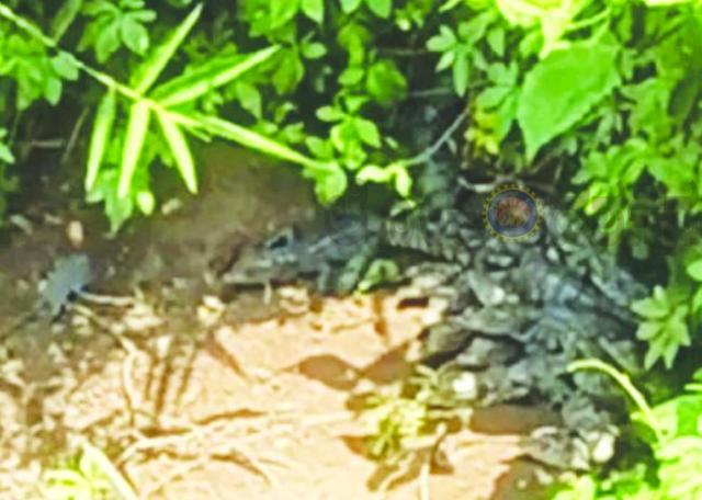 	ದಾಂಡೇಲಿಯ ಕಾಳಿನದಿಯಲ್ಲಿ ಮೊಸಳೆ: ಆತಂಕದಲ್ಲಿ ಜನರು 