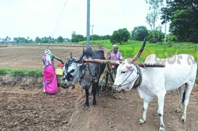 ಮುಂಗಾರು ಪೂರ್ವ ಮಳೆ : ಉತ್ತರ ಕನ್ನಡ ಜಿಲ್ಲೆಯಲ್ಲಿ ಗರಿಗೆದರಿದ ಕೃಷಿ ಚಟುವಟಿಕೆ : ನಾಗರಾಜ್ ಹರಪನಹಳ್ಳಿ  