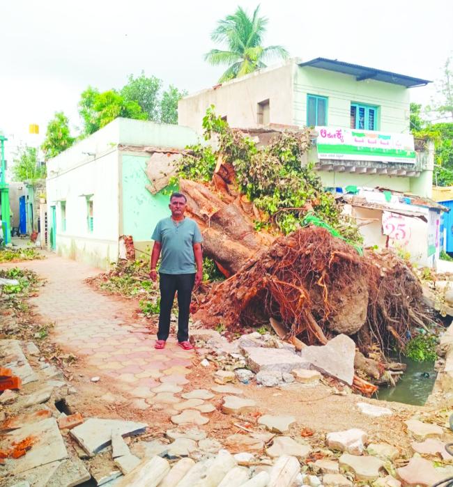 ಮರ ಬಿದ್ದು ಕುಸಿದ ಬಡವನ ಬದುಕು: ಸ್ವಂತ ಖರ್ಚಿನಲ್ಲಿ ನೆರವಾದ ಸದಸ್ಯ ಮಹಾಂತೇಶ್; ಸಚಿವರ ಭೇಟಿಗೆ ಸಂತ್ರಸ್ತರ ನೀರೀಕ್ಷೆ!  