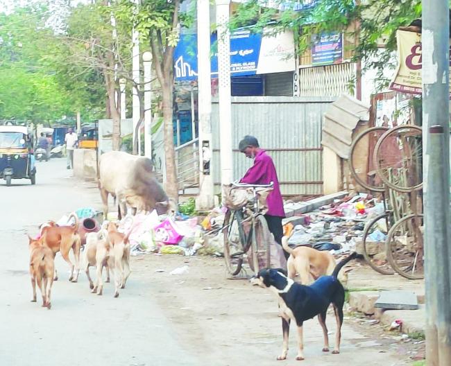 ಬೆಂಗಳೂರು ರಸ್ತೆಯಲ್ಲಿ ಬೀದಿ ನಾಯಿಗಳ ಹಾವಳಿ: ಸಾರ್ವಜನಿಕರಲ್ಲಿ ಆತಂಕನೂರಾನಿ ಹೋಟೆಲ್ನಿಂದ ಬೆಂಕಿ ಮಾರಮ್ಮ ದೇವಸ್ಥಾನದವರೆಗೆ ಸಂಚಾರ ದುಸ್ತರ ಹಿ ತಕ್ಷಣ ಕ್ರಮಕ್ಕೆ ಸಾರ್ವಜನಿಕರ ಆಗ್ರಹ 