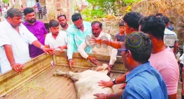 ರಕ್ಷಣಾ ಕಾರ‌್ಯ ವಿಫಲ: ಗಟಾರನಲ್ಲಿ ಬಿದ್ದು ಕರು ಸಾವು 