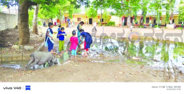 ಕಡಣಿ ಶಾಲೆಯಲ್ಲಿ ಹಂದಿಗಳ ದರಬಾರ್; ವಿದ್ಯಾರ್ಥಿಗಳ ಆರೋಗ್ಯಕ್ಕೆ ಆತಂಕ  