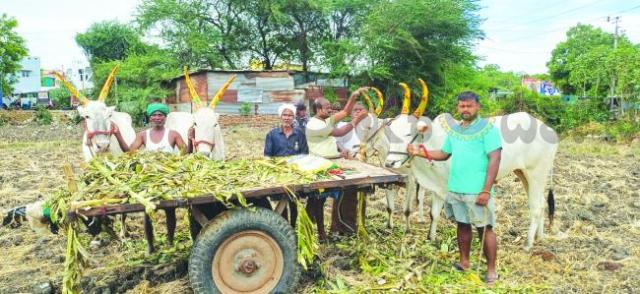 ಕಾರ ಹುಣ್ಣಿಮೆ ದಿನದಂದು ಎತ್ತುಗಳಿಗೆ ಬಣ್ಣ ಬಣ್ಣದ ಸಿಂಗಾರ 