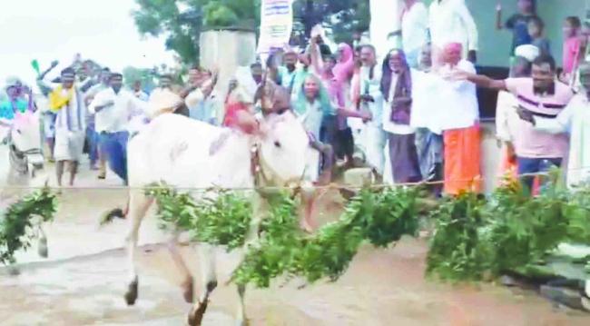 ಕಾರ ಹುಣ್ಣಿಮೆ: ಹುಲೂರಿನಲ್ಲಿ ಬಿಳಿ ಹೋರಿ ಪ್ರಥಮ 