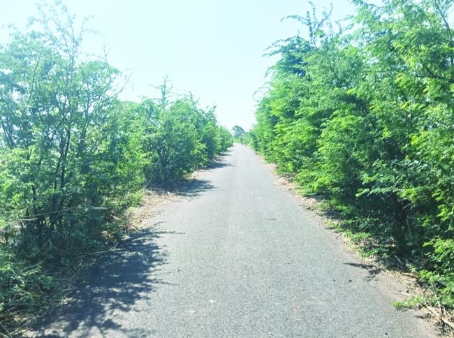 ಮರಗಳನ್ನು ಕಡಿಯದ ಕಾರಣ ರಸ್ತೆ ಅಪಘಾತ