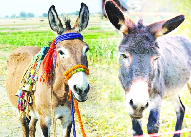  ವರುಣನ ಕೃಪೆಗಾಗಿ ಅಮ್ಮಿನಬಾವಿಯಲ್ಲಿ ಕತ್ತೆಗಳ ಮದುವೆ 