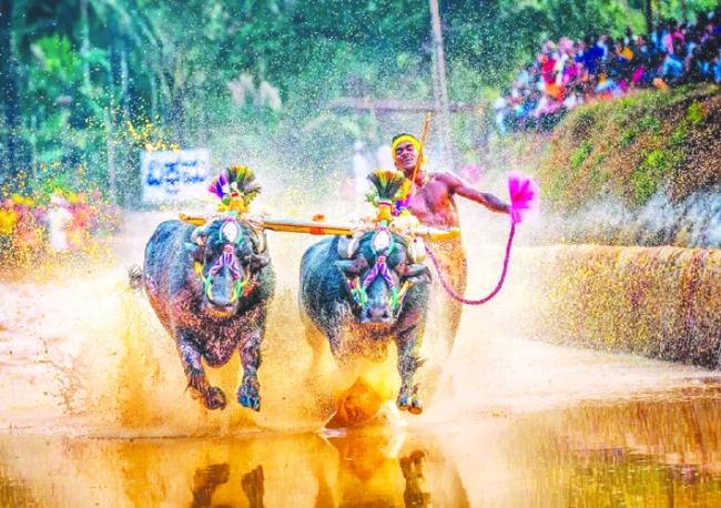 ಮೈಸೂರು ದಸರೆಯಲ್ಲಿ ಕಂಬಳ ಸೇರಿಸುವ ಪ್ರಸ್ತಾವನೆಗೆ ವಿರೋಧ; ಬರ ಪರಿಸ್ಥಿತಿಯ ಆತಂಕ