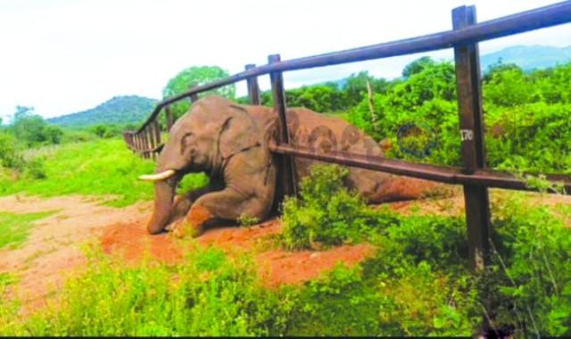 ಕಾವೇರಿ ವನ್ಯಜೀವಿ ಸಂರಕ್ಷಿತ ಪ್ರದೇಶದ ಬಳಿ ರೈಲು ಬೇಲಿಯಲ್ಲಿ ಸಿಲುಕಿದ್ದ ಗಜರಾಜನ ರಕ್ಷಣೆ