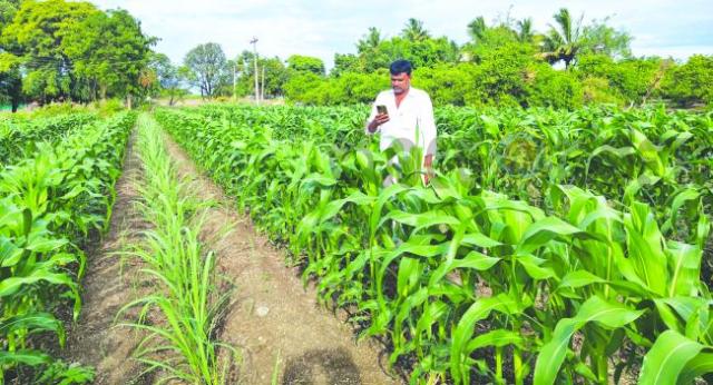 ನನ್ನ ಬೆಳೆ ನನ್ನ ಹಕ್ಕು: ರೈತರ ಬೆಳೆ ಸಮೀಕ್ಷೆ ಪ್ರಾತ್ಯಕ್ಷಿಕೆ  