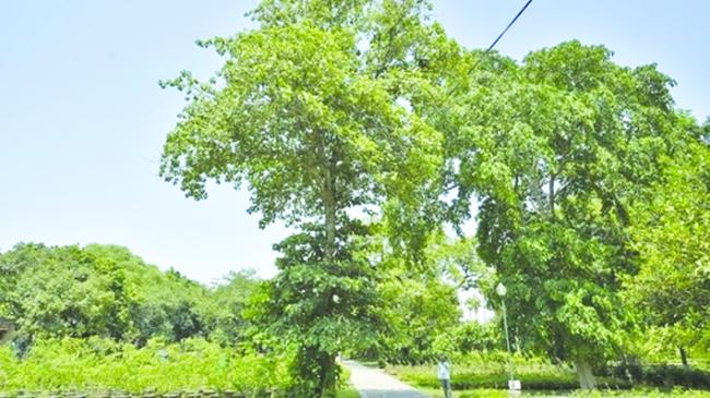 ದೆಹಲಿ ಸರ್ಕಾರದ ವೃಕ್ಷಾರೋಪಣ ಅಭಿಯಾನದಲ್ಲಿ ಸ್ಥಳೀಯ ಮರಗಳ ಬದಲಿಗೆ ಪೊದೆಗಳನ್ನು ನೆಡಲಾಗುತ್ತಿದೆ: ಕಾಂಗ್ರೆಸ್ ಆರೋಪ