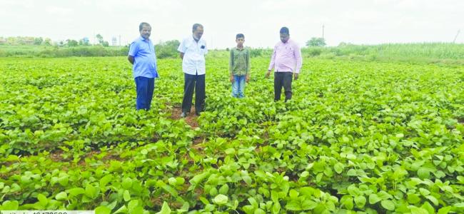 ಸೋಯಾ ಅವರೆ ಬೆಳೆಯುವ ರೈತರೇ ಎಚ್ಚರವಹಿಸಿ  