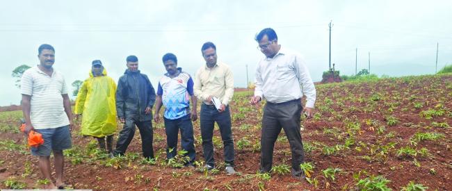 ಕಡಿಮೆ ಮಳೆಯ ಹಿನ್ನೆಲೆ: ಸಿಹಿಕಬ್ಬು ಬೆಳೆಗಾರರಿಗೆ ತೋಟಗಾರಿಕೆ ಇಲಾಖೆ ಸಲಹೆ  