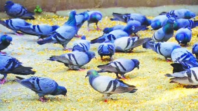 ಆರೋಗ್ಯ ಕಾಳಜಿಯಿಂದ ಪಾರಿವಾಳಗಳಿಗೆ ಆಹಾರ ಹಾಕುವುದಕ್ಕೆ ಕರ್ನಾಟಕದಲ್ಲಿ ಕಡಿವಾಣ