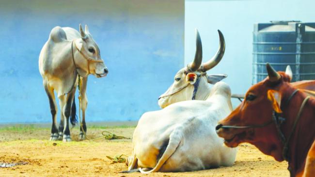 ವಾರಾಣಸಿಯಲ್ಲಿ ಸಾಧು-ಸಂತರ ಪ್ರತಿಭಟನೆ: ಗೋವನ್ನು ‘ರಾಷ್ಟ್ರಮಾತೆ’ ಎಂದು ಘೋಷಿಸಲು ಹಾಗೂ ದೇಶಾದ್ಯಂತ ಗೋಹತ್ಯೆ ನಿಷೇಧಕ್ಕೆ ಆಗ್ರಹ