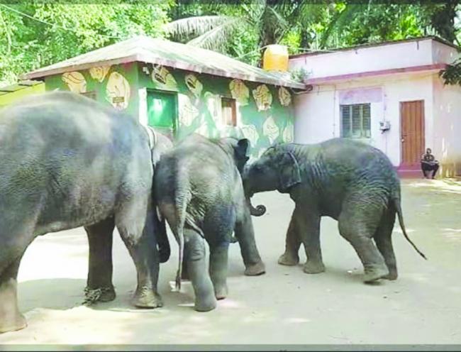 ಆನೆ ದಾಳಿಗೆ ಗಾಯಗೊಂಡ ವ್ಯಕ್ತಿಗೆ ಪರಿಹಾರಕ್ಕೆ ಮನವಿ  