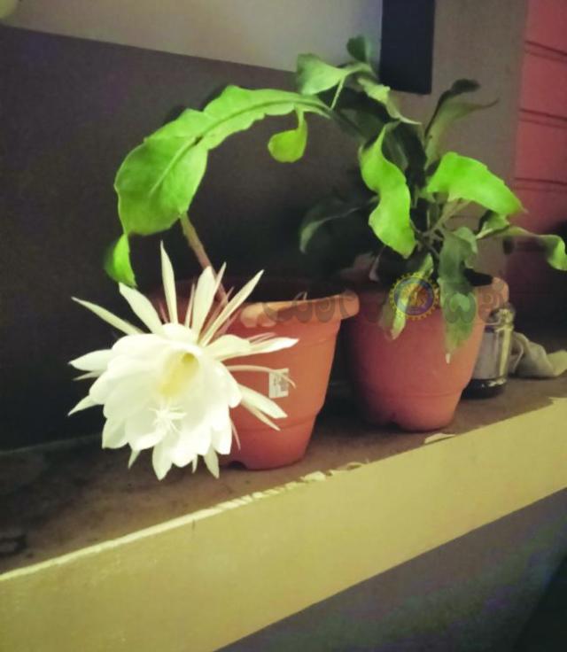ಸವಸುದ್ದಿಯಲ್ಲಿ ಅರಳಿದ ಬ್ರಹ್ಮ ಕಮಲ 