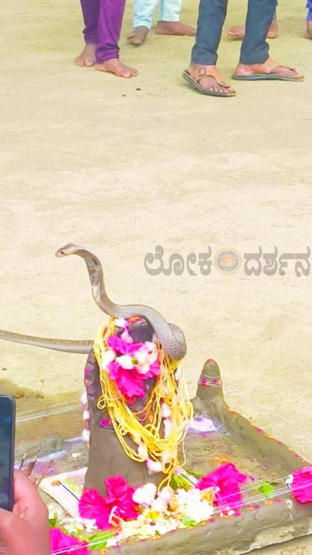 ಶೀಗಣಾಪುರದಲ್ಲಿ ನಾಗರಪಂಚಮಿ ವೇಳೆ ಜೀವಂತ ನಾಗರಹಾವು ಪ್ರತ್ಯಕ್ಷ  
