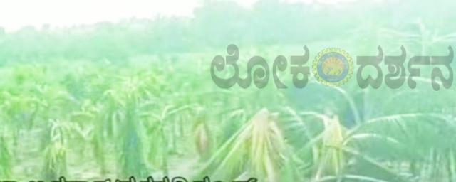 ಕೆರೆಯ ಪೈಪ್‌ಲೈನ್ ಸೋರಿಕೆ : ಅಡಿಕೆ,ಮೆಕ್ಕೆಜೋಳ ಬೆಳೆ ನಾಶ  