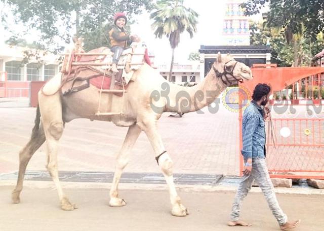ಗಡಿಭಾಗದಲ್ಲಿ ಚಿಣ್ಣರ ಮನರಂಜಿಸುತ್ತಿರುವ ಒಂಟೆಗಳು