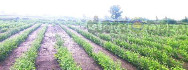 ಕಾಲುವೆ ನೀರು ಜಮೀನುಗಳಿಗೆ ನುಗ್ಗಿ ತೋಗರಿ ಬೆಳೆ ಹಾನಿ 