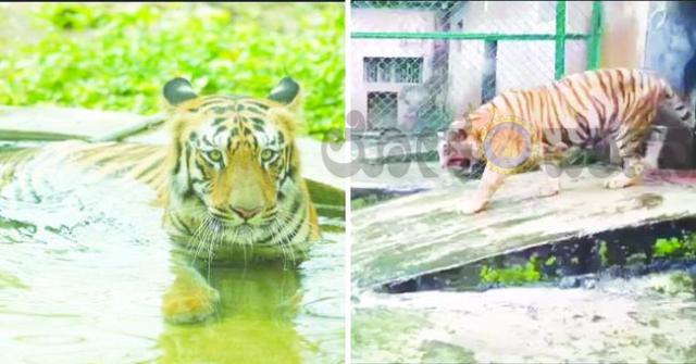 18 ವರ್ಷದ ಹುಲಿ ಬಿಜಲಿ ಸಾವು: ದೀರ್ಘಕಾಲದ ಅನಾರೋಗ್ಯದ ಬಳಿಕ ಸಾವು