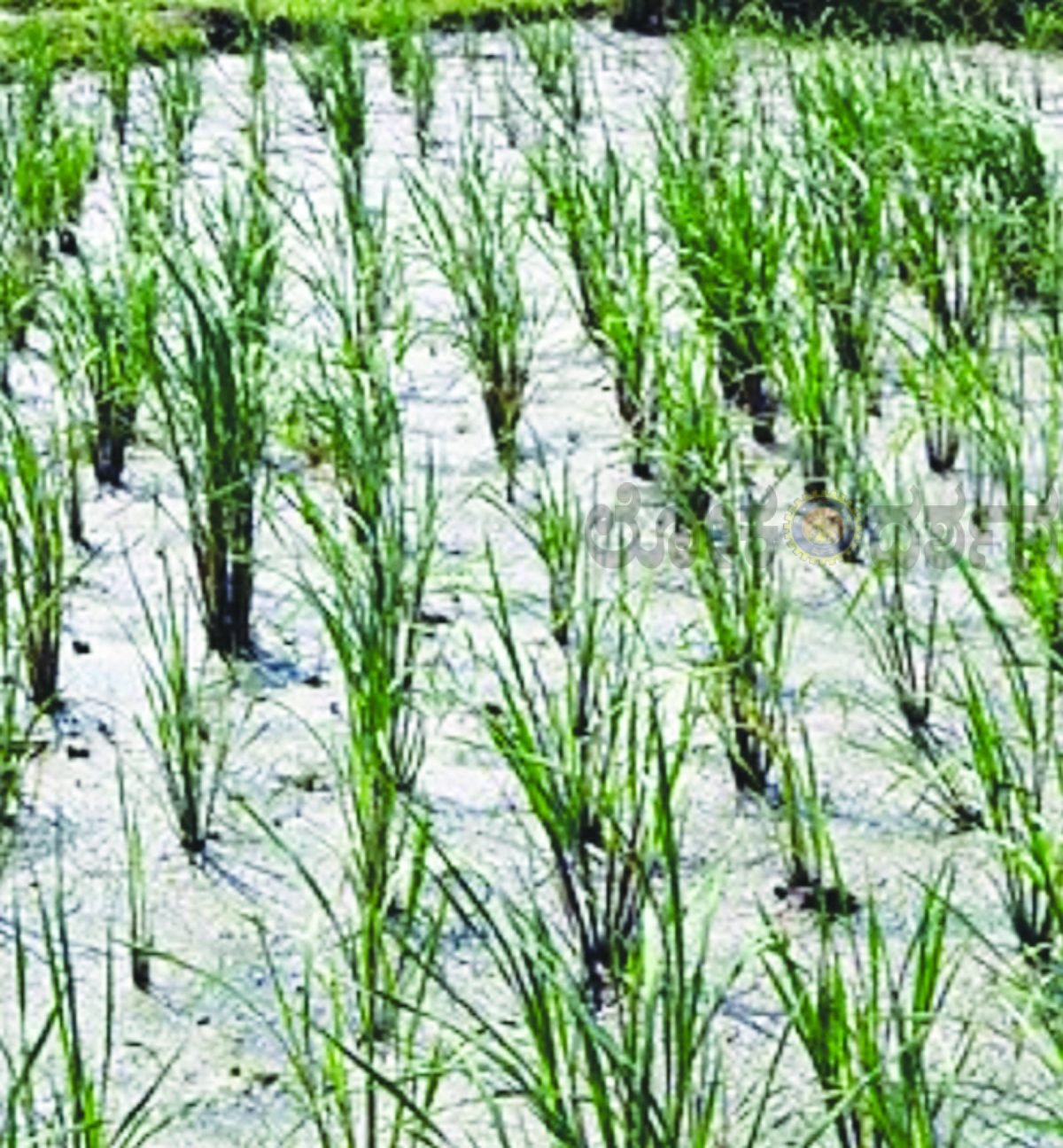 ಉತ್ತರ ಕನ್ನಡದಲ್ಲಿ ಮಳೆ ಕೊರತೆ: ಶೇ.25ಕ್ಕೆ ತೀವ್ರ ಇಳಿಕೆ