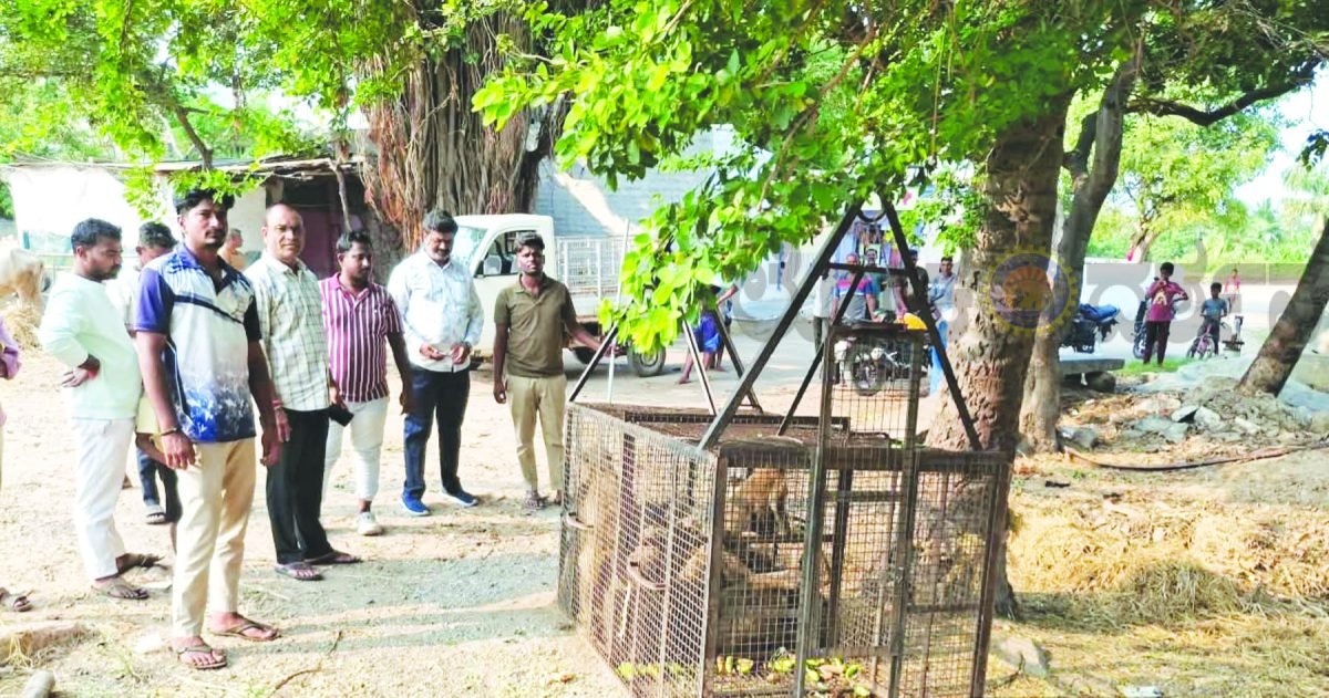 ಕೋಟೆ ಮಹಿಳೆಯರ ಸಮಸ್ಯೆಗೆ ಸ್ಪಂದಿಸಿದ ಪುರಸಭೆ ಅಧಿಕಾರಿಗಳು- ಕಾಟಕೊಡುತ್ತಿದ್ದ ಕೋತಿಗಳ ಸೆರೆ