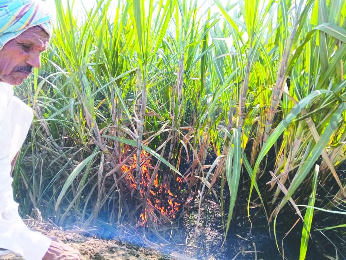 ಶಾರ್ಟ್‌ ಸರ್ಕ್ಯೂಟ್ನಿಂದ ಕಬ್ಬು ಬೆಳೆ ಭಸ್ಮ
