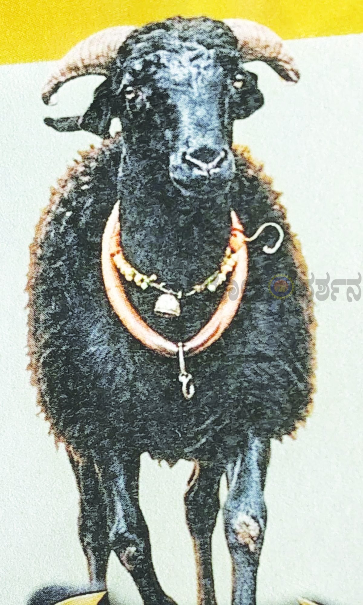 ಗುರ್ಲಾಪೂರದಲ್ಲಿ ಇಂದು ಟಗರಿನ ಕಾಳಗ