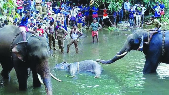 ಕೇರಳದಲ್ಲಿ ಕಾಡಾನೆಗಳ ಸರಣಿ ಸಾವು: ಸಿಬಿಐ ತನಿಖೆಗೆ ಆಗ್ರಹ