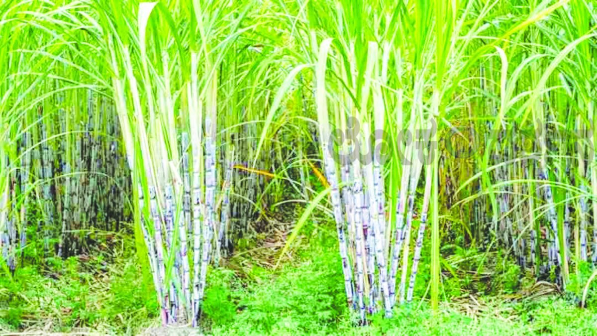 ಕಬ್ಬು ದರಕ್ಕಾಗಿ ಅ.12ಕ್ಕೆ ನಿರ್ಣಾಯಕ ಸಭೆ; ಅ.13ಕ್ಕೆ ರೈತರ ಹೆದ್ದಾರಿ ಬಂದ್ ಎಚ್ಚರಿಕೆ