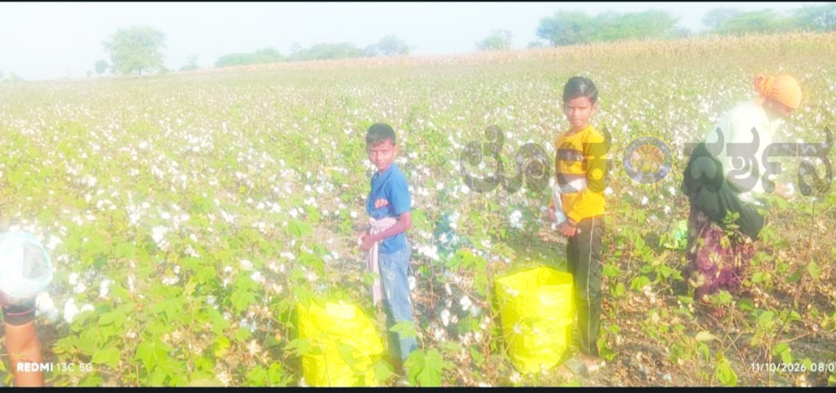 ದಸರಾ ರಜೆಯಲ್ಲಿ ಬಡವರ ಮಕ್ಕಳು ಹತ್ತಿ ಬಿಡಿಸುವ ಕೆಲಸದಲ್ಲಿ ತೊಡಗಿರುವದು