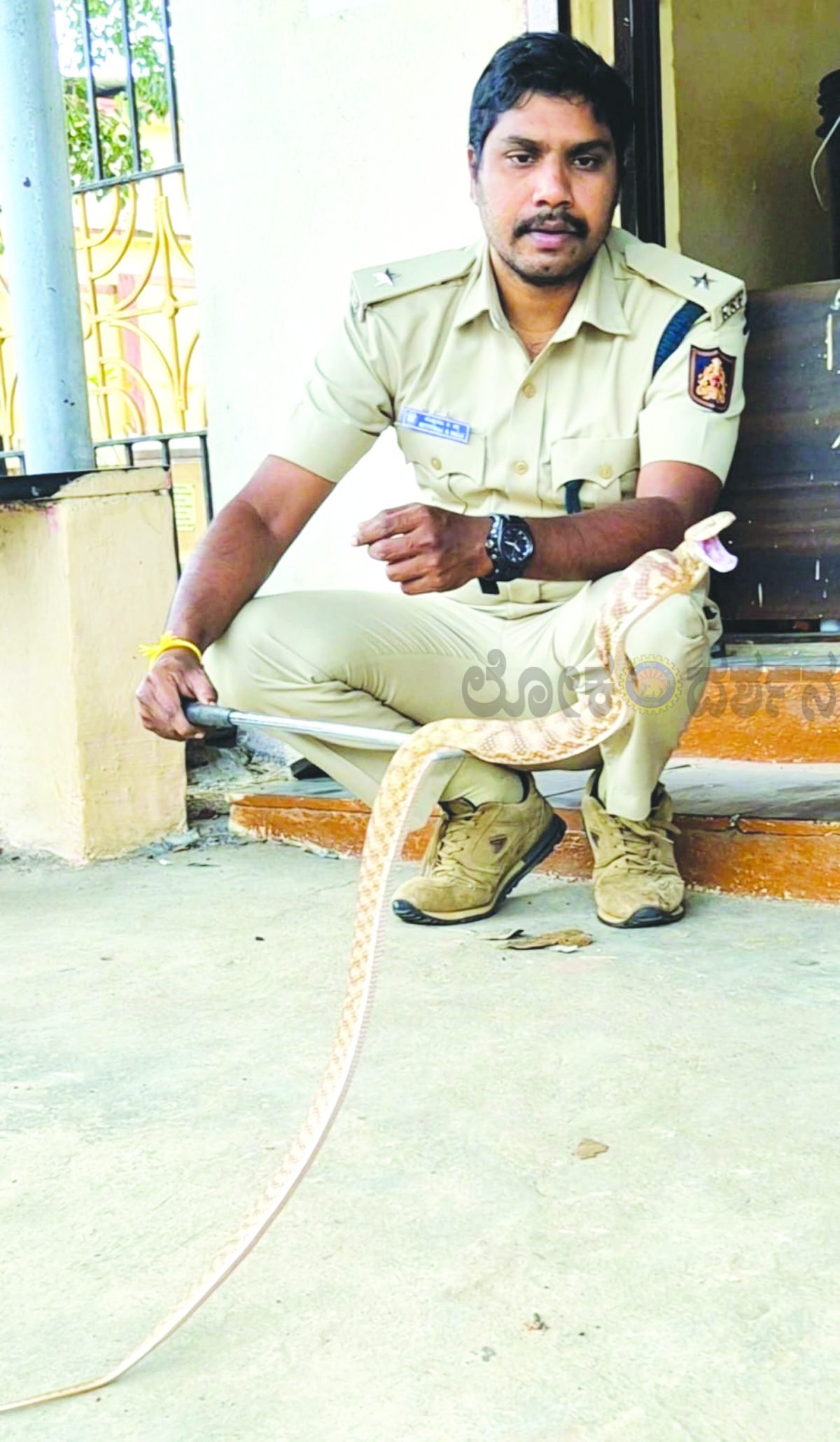 ಮುಂಡಗೋಡಿನಲ್ಲಿ ಅಪರೂಪದ ಬೆಕ್ಕು ಹಾವು ಪತ್ತೆ; ಸುರಕ್ಷಿತ ರಕ್ಷಣೆ!