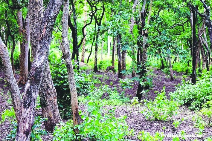 ಕೇರಳದಲ್ಲಿ ನಿರಂತರ ಶ್ರೀಗಂಧದ ಮರಗಳ ಕಳವು: ಸಮಗ್ರ ತನಿಖೆಗೆ ಎಎನ್‌ಇಸಿ ಟ್ರಸ್ಟ್ ಆಗ್ರಹ