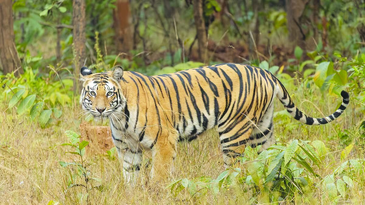 ಮಹಾರಾಷ್ಟ್ರ: ಚಂದ್ರಾಪುರದಲ್ಲಿ ಹುಲಿ ದಾಳಿಗೆ ಇಬ್ಬರು ಬಲಿ, ಜಾನುವಾರು ಮೇಯಿಸುತ್ತಿದ್ದ ವ್ಯಕ್ತಿಗೆ ಗಂಭೀರ ಗಾಯ