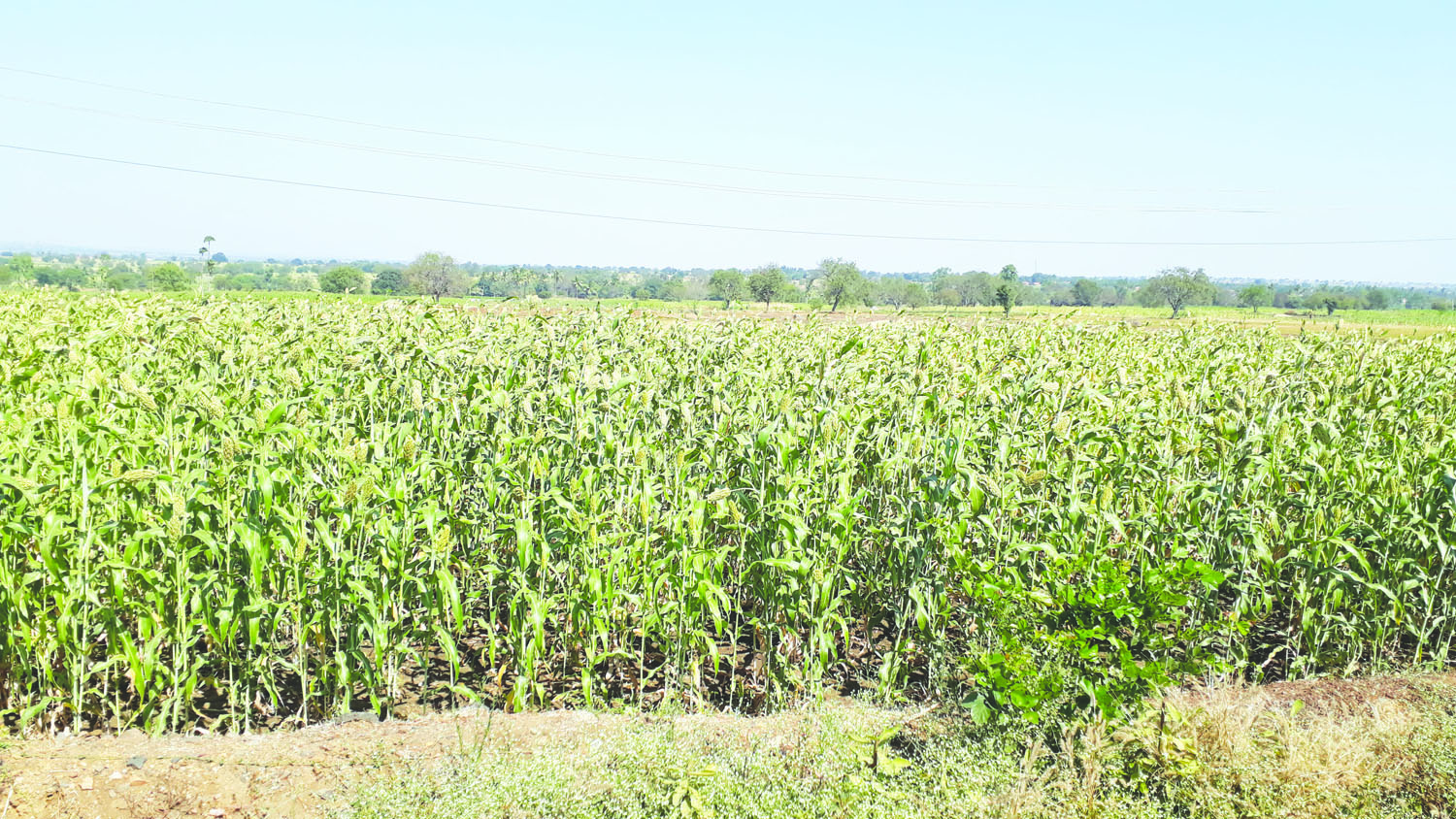 ಬಿತ್ತನೆ ತಡವಾದರೂ ನಳನಳಿಸುತ್ತಿರುವ ಬೆಳೆ | ಅನ್ನದಾತನ ಮೊಗದಲ್ಲಿ ಮಂದಹಾಸ  ಬಿಳಿಜೋಳ ಬಂಪರ್ ಫಸಲು ನಿರೀಕ್ಷೆ