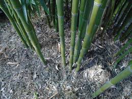 ಬಿದಿರು ಕೃಷಿಯಿಂದ ಆದಾಯ ಹೆಚ್ಚಳ : ಹೀರಾಲಾಲ 