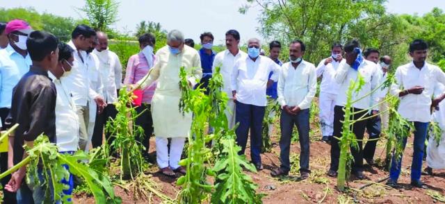 ತೋಟಗಾರಿಕೆ ಬೆಳೆ ನಾಶ: ಶಾಸಕ ಯಶವಂತರಾಯಗೌಡ ಪರಿಶೀಲನೆ