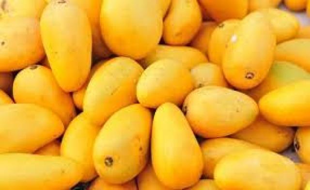  ನಾಳೆಯಿಂದ ಮನೆಗಳಿಗೆ ಮಾವಿನ ಹಣ್ಣು ಪೂರೈಕೆ: ಅಂಚೆ ಇಲಾಖೆಯಿಂದ ವಿನೂತನ ಸೇವೆ..!!!