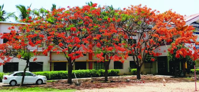 ಕಣ್ಮನ ಸೆಳೆಯುತ್ತಿರುವ ಗುಲ್ ಮಹೋರ