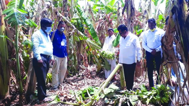 ನೆಲಕ್ಕುರುಳಿದ ಬಾಳೆ: ಲಕ್ಷಾಂತರ ರೂ.ಬೆಳೆ ಹಾನಿ