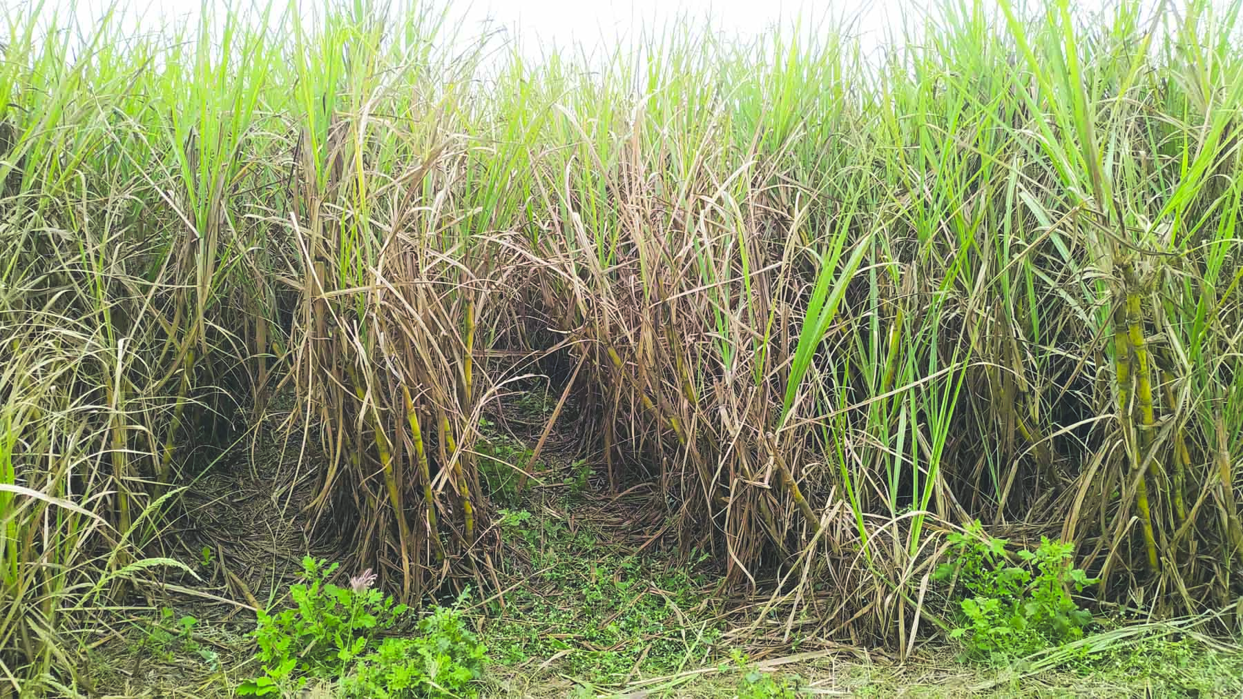 ಕಟಾವಿಗಾಗಿ ಕಾಯುತ್ತಿರುವ ನದಿತೀರದ ಕಬ್ಬು ಬೆಳೆ