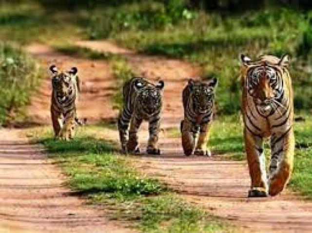  ಬಂಡಿಪುರದಲ್ಲಿ ಪ್ರಾಣಿಗಳ ಸ್ವಚ್ಛಂದ ವಿಹಾರ
