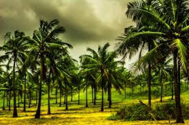  ಹೊರರಾಜ್ಯಕ್ಕೆ ಹುಣಸೆ ಮತ್ತು ಕೊಬ್ಬರಿ: ಸಚಿವ ಜೆ.ಸಿ. ಮಾಧುಸ್ವಾಮಿ