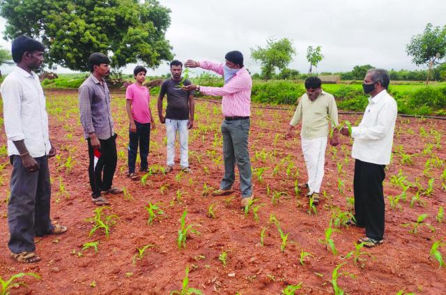 ಸತುವಿನ ಕೊರತೆ ಸೈನಿಕ ಹುಳುವಿನ ಬಾಧೆೆ: ಹತೋಟಿ ಕ್ರಮಕ್ಕೆ ಸಲಹೆ